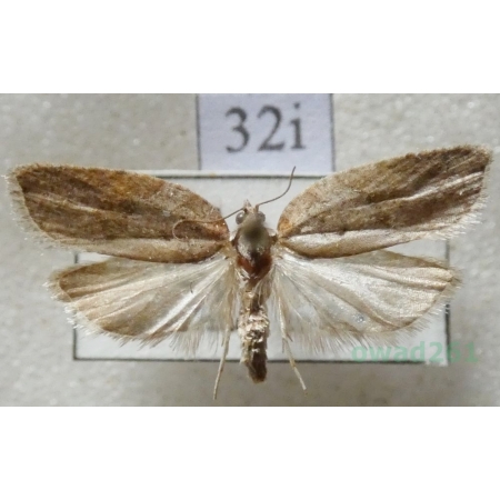 Acleris sparsana (Denis & Schiffermüller, 1775) Slovakia32i